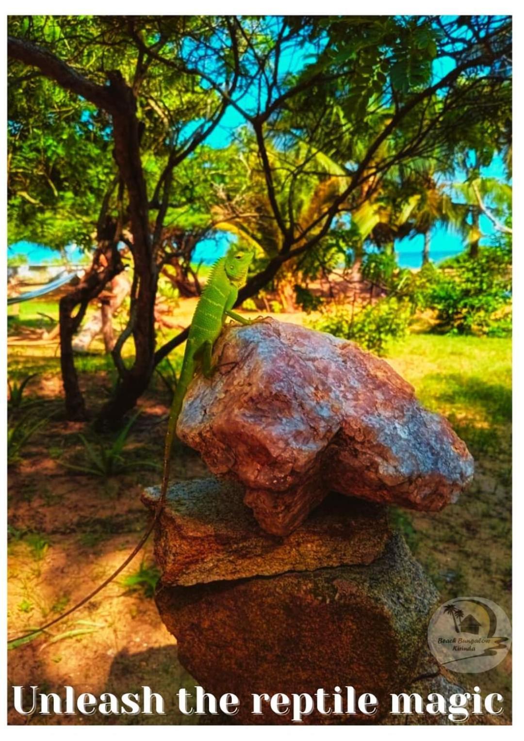 Beach Bungalow Yala Kirinda  Luaran gambar